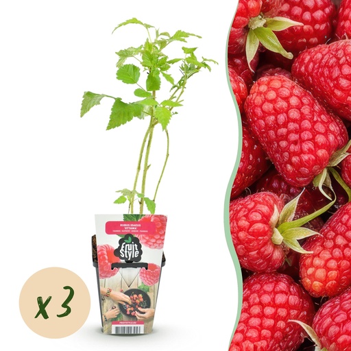 "Himbeere (Rubus idaeus) – winterharte Beerenobst-Pflanze, Höhe ca. 9 cm image"