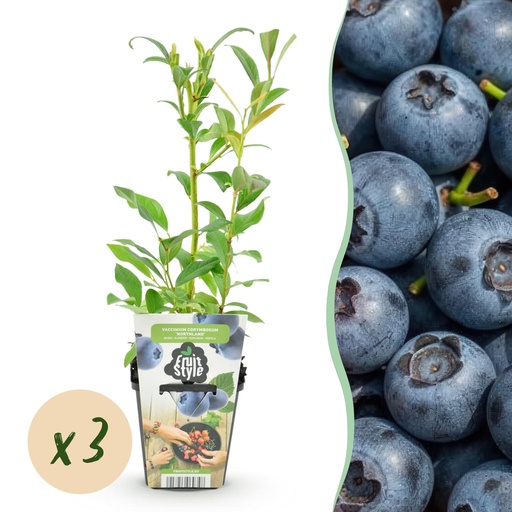 "Obstpflanzen - Blaubeere - Vaccinium corymbossum Northland - Winterhart - 3 Pflanzen - Topf 9 cm - Blaubeere image"
