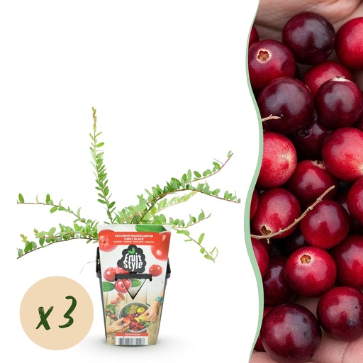 "Obstpflanzen – Blaubeere – Vaccinium macrophylla Early Black – Winterhart – 3 Pflanzen – Topf 9 cm – Dunkelrote Beere image"