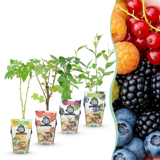 "Obstpflanzen – Regenbogen – Rote Johannisbeere – Gelbe Himbeere – Schwarze Brombeere – Blaubeere – Winterhart – 4 Pflanzen – Topf 9 cm image"