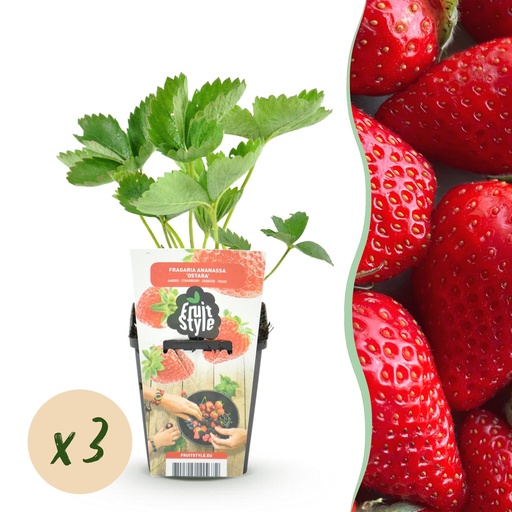 "Obstpflanzen – Erdbeere – Fragaria Elvira – Winterhart – 3 Pflanzen – Topf 9 cm – Rote Erdbeere image"