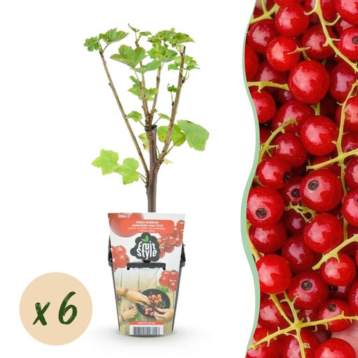 "Rote Johannisbeere 'Jonkheer van Tets' (Ribes rubrum) – winterhartes Beerenobst, Höhe ca. 9 cm image"