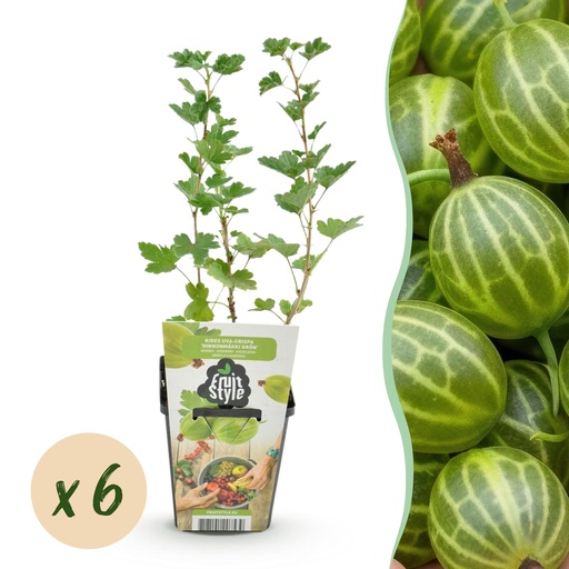 "Obstpflanzen - Stachelbeere - Ribes uva-crispa Hinnonmaki Grün - Winterhart - 6 Pflanzen - Topf 9 cm - Grüne Beere image"