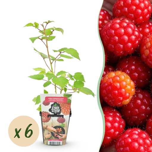 "Obstpflanzen - Japanische Weinbeere - Rubus Phoenicolasius - Winterhart - 6 Pflanzen - Topf 9 cm - Rote Beere image"