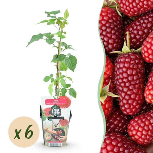 "Kultur-Apfel (Obstpflanzen) – winterharter Obstbaum, Höhe ca. 9 cm image"