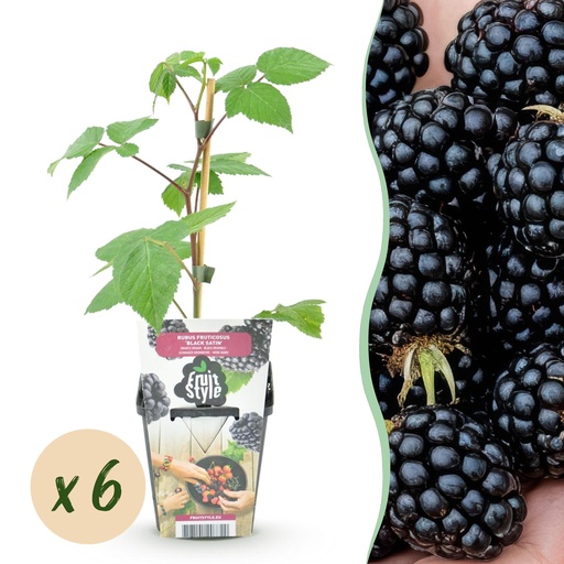 "Obstpflanzen - Brombeere - Rubus Black Satin - Winterhart - 6 Pflanzen - Topf 9 cm - Schwarze Brombeere image"