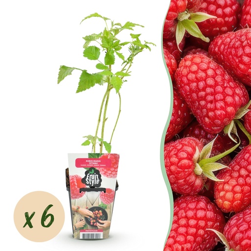 "Himbeere (Rubus idaeus) – winterharte Beerenobst-Pflanze, Höhe ca. 9 cm image"