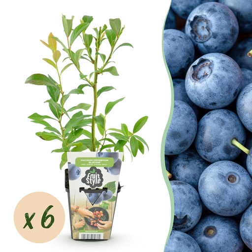 "Obstpflanzen - Heidelbeere - Vaccinium corymbosum Bluecrop - Winterhart - 6 Pflanzen - Topf 9 cm image"