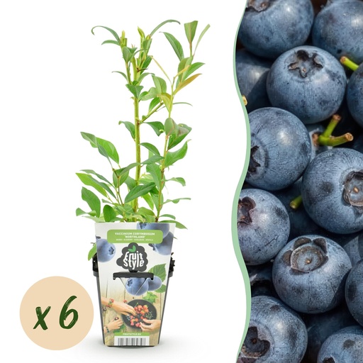 "Obstpflanzen – Blaubeere Vaccinium corymbosum 'Northland' – winterhart – 6 Pflanzen – Topf 9 cm – Blaubeere image"