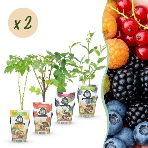 "Obstpflanzen - Regenbogen - Rote Johannisbeere - Gelbe Himbeere - Schwarze Brombeere - Blaue Beere - Winterhart - 8 Pflanzen - Topf 9cm image"
