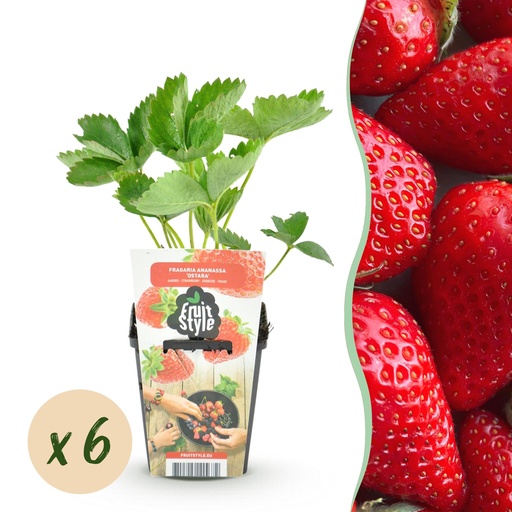 "Obstpflanzen - Erdbeere - Fragaria Elvira - Winterhart - 6 Pflanzen - Topf 9 cm - Rote Erdbeere image"
