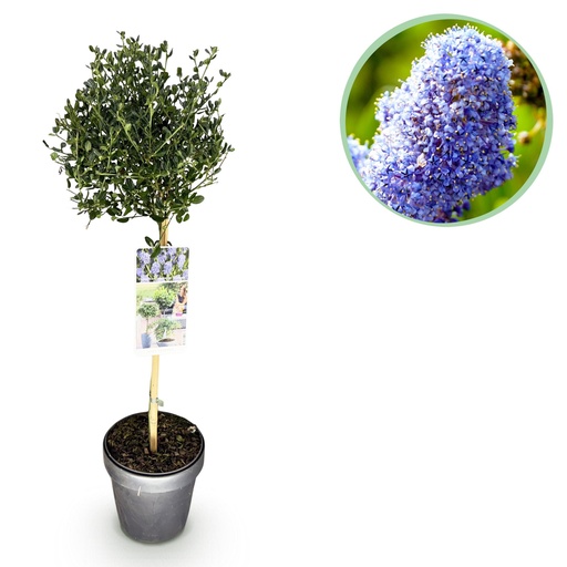 "Kalifornischer Flieder (Ceanothus impressus) – winterharter Blütenstrauch, Höhe ca. 19 cm image"