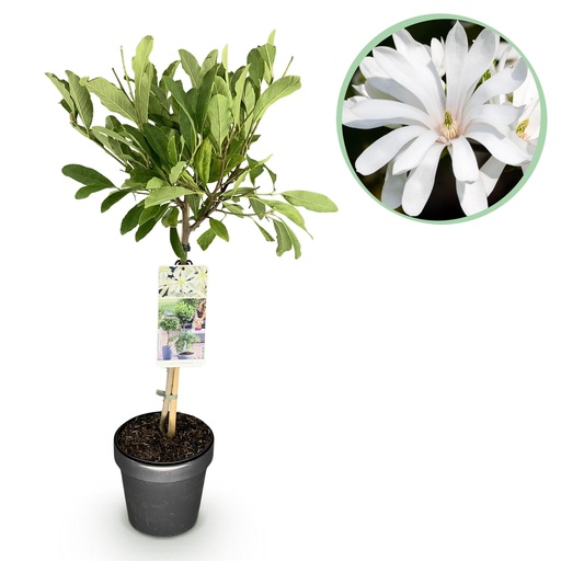 "Sternmagnolie (Magnolia stellata) – winterharter Zierstrauch, Höhe ca. 19 cm image"