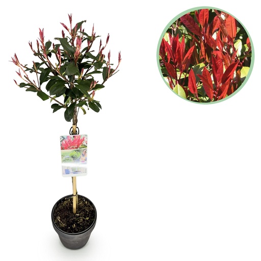 "Pflanze auf Stamm - Photinia fraseri Carre Rouge - Terrassenpflanze - Immergrün - Winterhart - Grün-Rotes Blatt - Topf 19cm Höhe 90cm image"