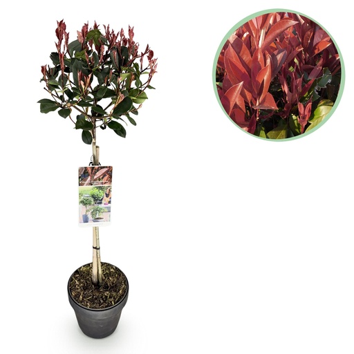"Stamm Pflanze - Photinia fraseri Little Red Robin - Terrassenpflanze - Immergrün - Winterhart - Grün-Rotes Blatt - Topf 19cm Höhe 90cm image"