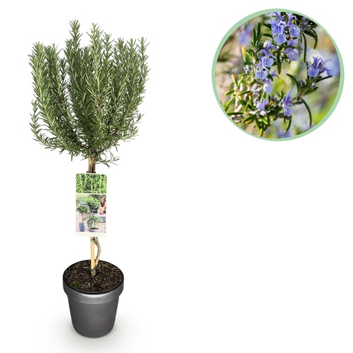 "Stamm Pflanze - Rosmarinus officinalis - Terrassen Pflanze - Immergrün - Winterhart - Lila Blüte - Topf 19cm Höhe 90cm image"