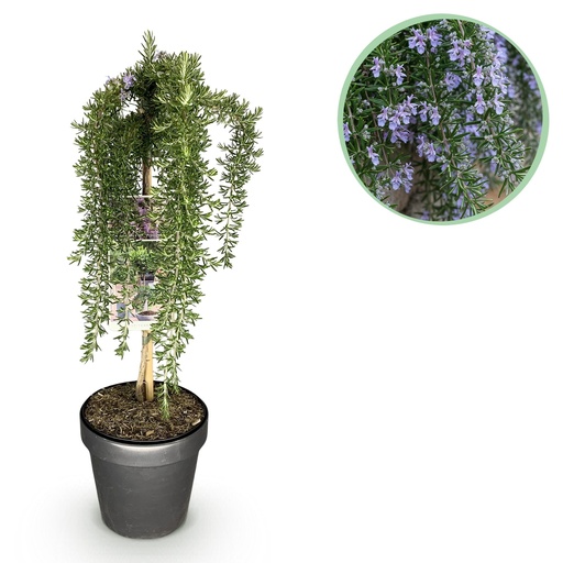 "Stamm-Pflanze - Rosmarinus officinalis Prostratus - Terrassenpflanze - Immergrün - Winterhart - Lila Blüte - Topf 19cm Höhe 70 - 90cm image"