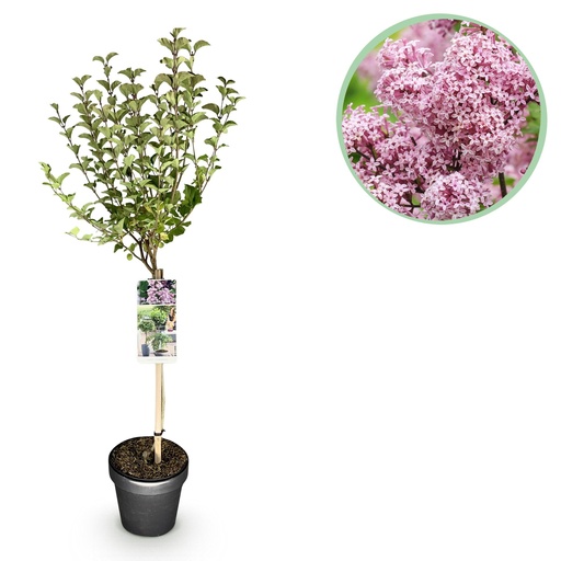 "Stamm-Pflanze - Syringa meyeri Palibin - Terrassenpflanze - Laubabwerfend - Winterhart - Lila Blüte - Topf 19cm Höhe 90cm image"