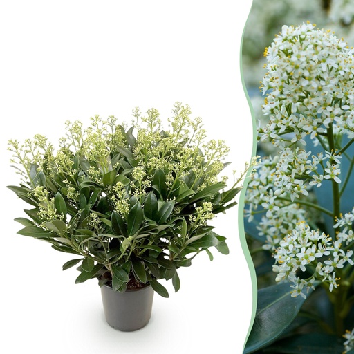 "Terrassenpflanze - Skimmia japonica Finchy - Blüte Weiß - 40+ Blüten - 1 Pflanze - Winterhart - Topf 19cm Höhe 60cm image"