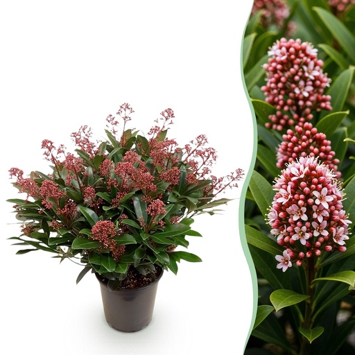 "Blütenskimmie (Skimmia japonica) – winterharter Blütenstrauch, Höhe ca. 19 cm image"