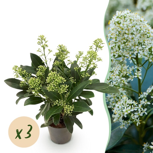 "Skimmie (Skimmia japonica) – winterharter Strauch, Höhe ca. 10,5 cm image"