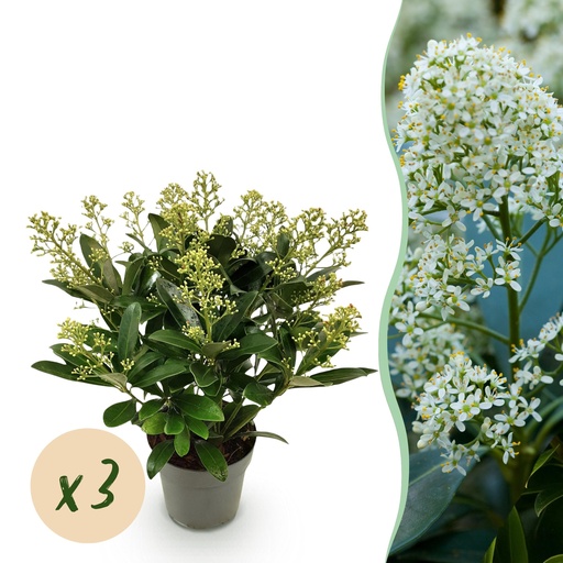 "Terrassenpflanze - Skimmia japonica Finchy - Blüte Weiß - 15+ Blumen - 3 Pflanzen - Winterhart - Topf 15cm Höhe 30cm image"