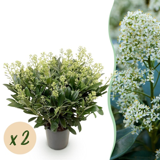 "Terrassenpflanze - Skimmia japonica Finchy - Blüte Weiß - 40+ Blumen - 2 Pflanzen - Winterhart - Topf 19cm Höhe 60cm image"