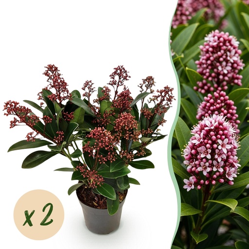 "Blütenskimmie (Skimmia japonica) – winterharter Blütenstrauch, Höhe ca. 10,5 cm image"