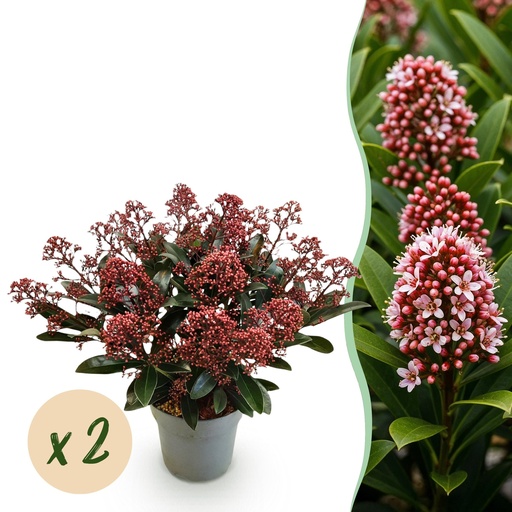 "Terrassenpflanze - Skimmia japonica Rubella - Rote Blüte - 15+ Blüten - 2 Pflanzen - Winterhart - Topf 15cm Höhe 30cm image"