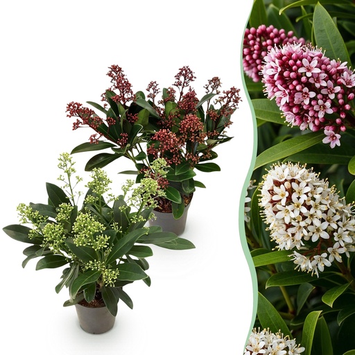 "Skimmie (Skimmia japonica) – winterharter Zierstrauch, Höhe ca. 10,5 cm image"