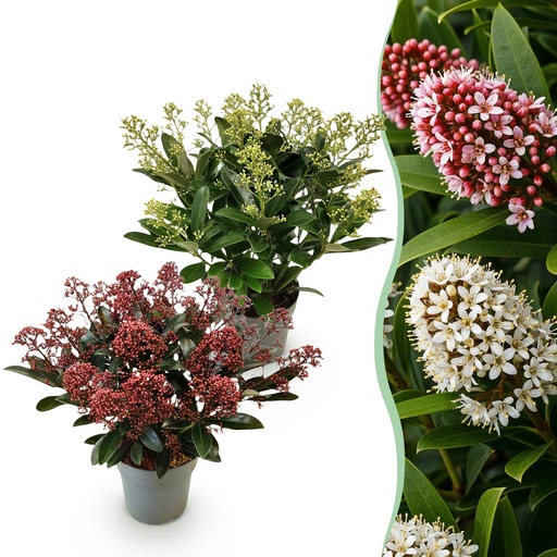"Skimmie (Skimmia japonica) – winterharter Strauch, Höhe ca. 15 cm image"