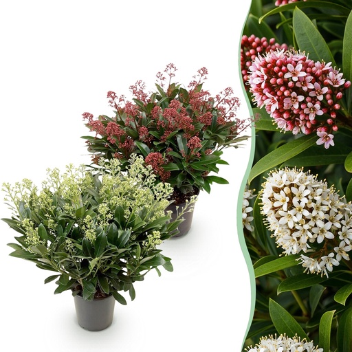 "Terrassenpflanze - Skimmia japonica Duo - Blüte Weiß & Rot - 40+ Blüten - 2 Pflanzen - Winterhart - Topf 19 cm, Höhe 60 cm image"