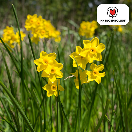 "Narzisse 'Baby Boomer' (Narcissus) – Blumenzwiebeln, 25 Zwiebeln image"