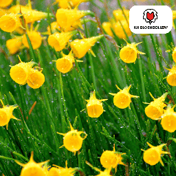 Goldglöckchen-Narzisse 'Golden Bells' (Narcis golden) – Blumenzwiebeln, 25 Zwieb