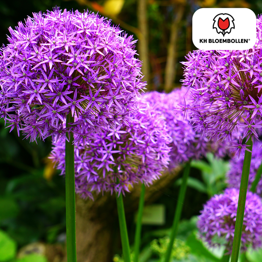 "Zierlauch 'Globemaster' (Allium giganteum) – Zierlauch-Zwiebeln, 5 Zwiebeln image"