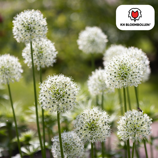 "Zierlauch 'White Giant' (Allium giganteum) – Zierlauch-Zwiebeln, 5 Zwiebeln image"