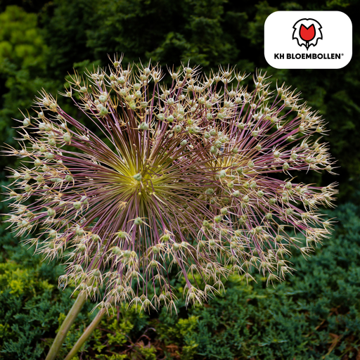 "Zierlauch 'schubertii' (Allium giganteum) – Zierlauch-Zwiebeln, 5 Zwiebeln image"