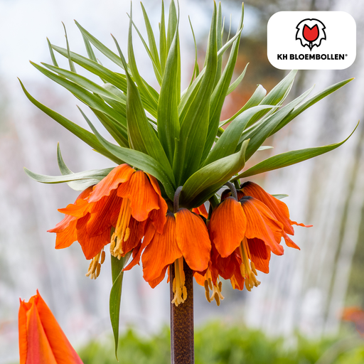 "Schachbrettblume 'Kaiserkrone Rubra rot/orange' (Fritillaria meleagris) – Blumenzwiebeln, 5 Zwiebeln image"