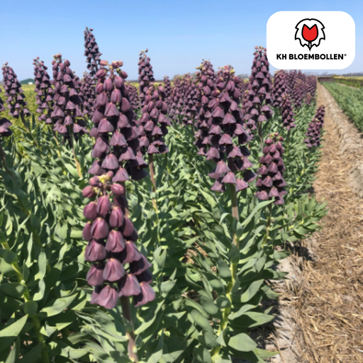 "Schachbrettblume '/ Kaiserkrone Purple Favorite' (Fritillaria meleagris) – Blumenzwiebeln, 5 Zwiebeln image"