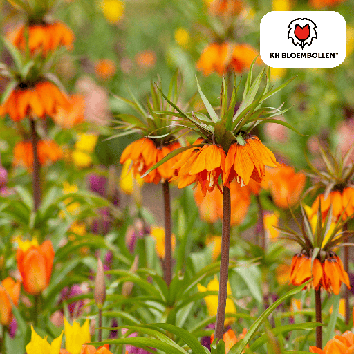 "Schachbrettblume '/ Kaiserkrone Garland Star' (Fritillaria meleagris) – Blumenzwiebeln, 5 Zwiebeln image"