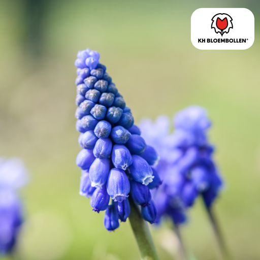 "Traubenhyazinthe 'Bleu Moon' (Muscari) – Blumenzwiebeln, 20 Zwiebeln image"