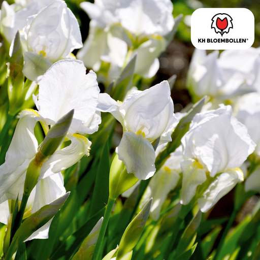 "Schwertlilie 'Alaska' (Iris hollandica) – Blumenzwiebeln, 25 Zwiebeln image"