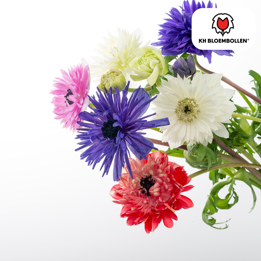 "Windröschen 'Anemonen gefüllt' – Blumenzwiebeln, 30 Zwiebeln image"