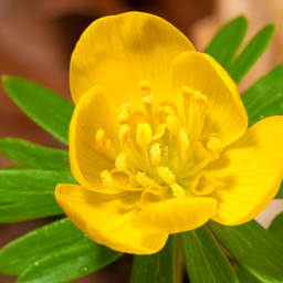 Eisenhut Blumenzwiebeln 30 Stück