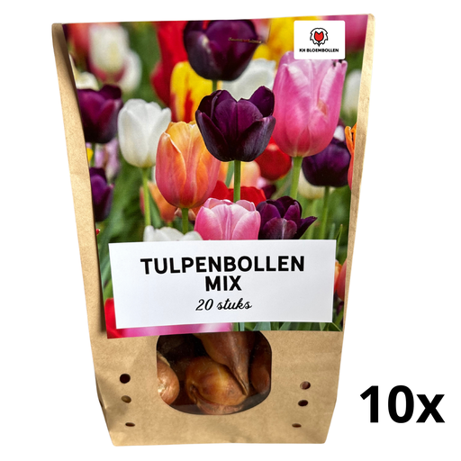 "Tulpe 'Beutel' (Tulipa) – Blumenzwiebeln, 20 Zwiebeln image"