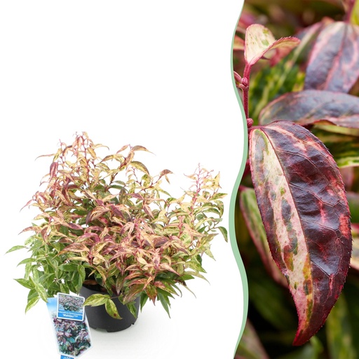 "Gartenpflanze - Leucothoe Makijaz - Braun - 1 Pflanze - Immergrün - Wenig Pflege - Topf 17cm Höhe 45cm image"