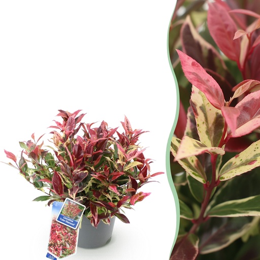 "Gartenpflanze - Leucothoe Colour Diamond - Bunt - 1 Pflanze - Immergrün - Wenig Pflege - Topf 17cm Höhe 45cm image"