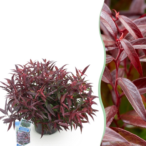 "Gartenpflanze - Leucothoe Burning Love - Rot - 1 Pflanze - Immergrün - Wenig Pflege - Topf 17 cm Höhe 45 cm image"