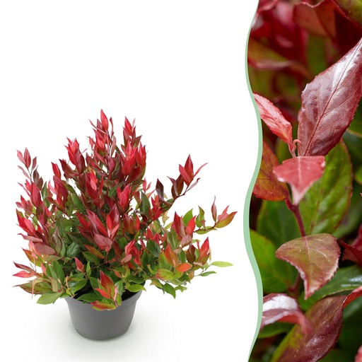 "Gartenpflanze - Leucothoe Little Flame - Rot - 1 Pflanze - Immergrün - Wenig Pflege - Topf 17 cm Höhe 40 cm image"