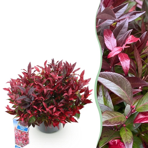 "Gartenpflanze - Leucothoe Zeblid - Rot - 1 Pflanze - Immergrün - Wenig Pflege - Topf 17cm Höhe 45cm image"